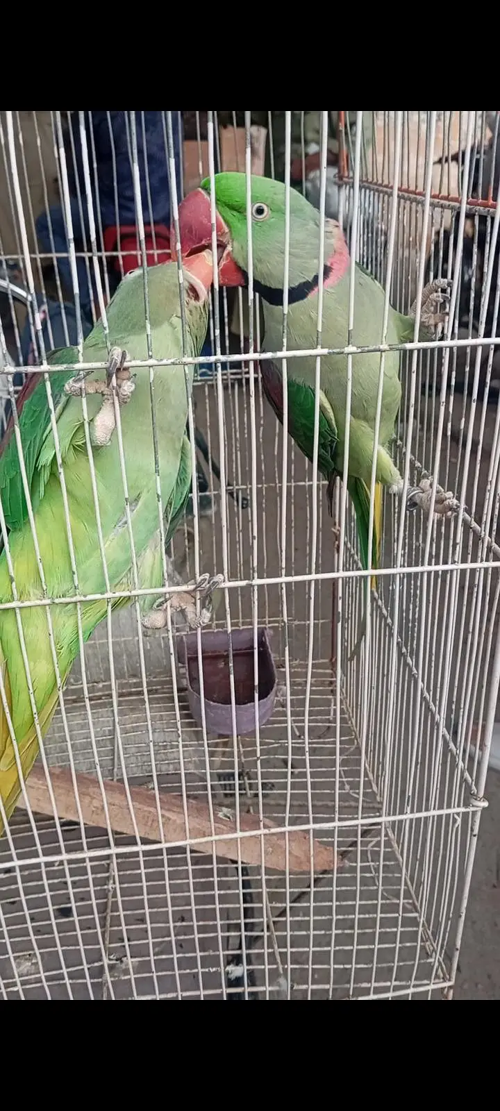 mahsllah breeder pair 1000 percent space issue ha — photo 5
