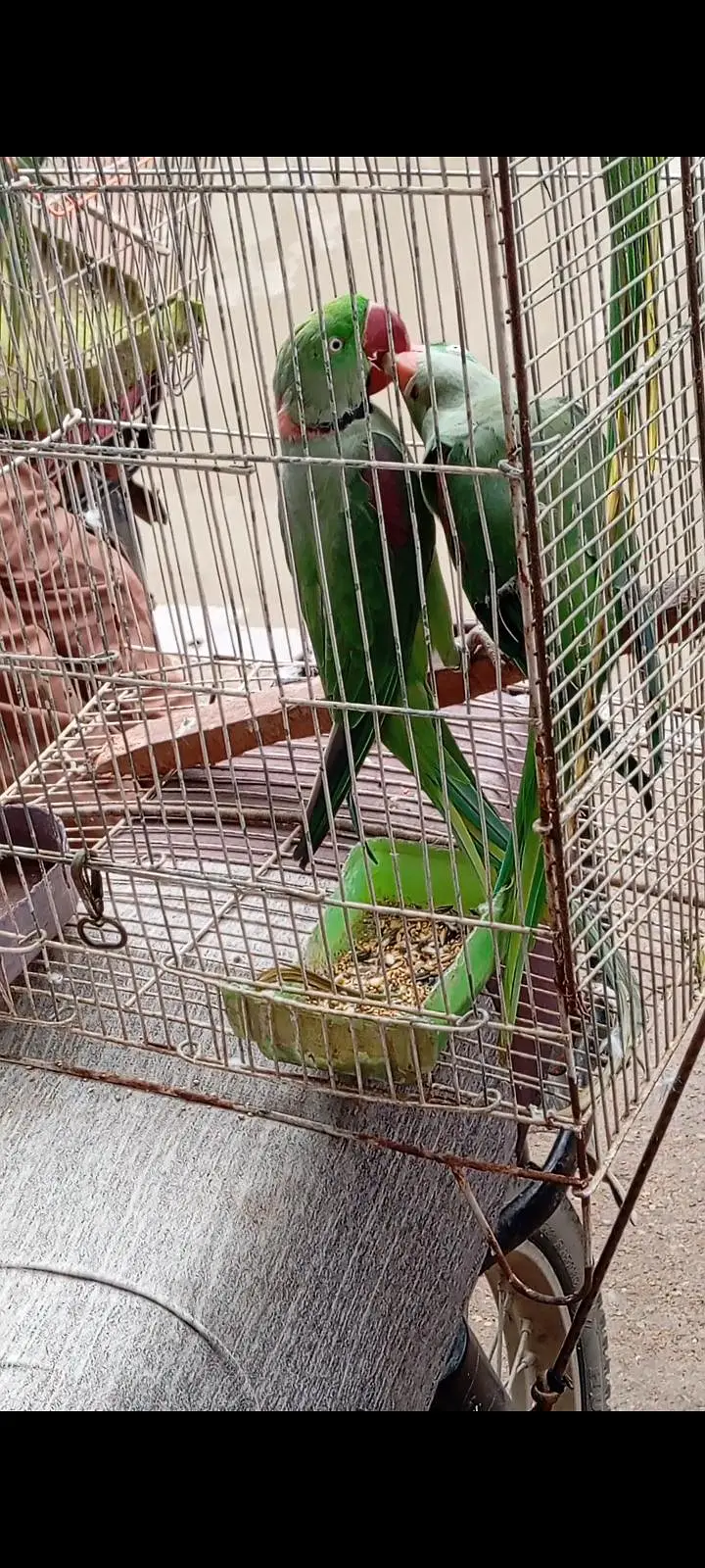mahsllah breeder pair 1000 percent space issue ha — photo 6