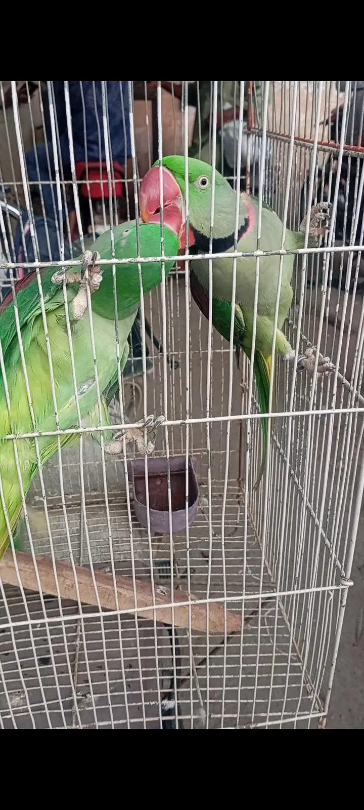 mahsllah breeder pair 1000 percent space issue ha — photo 10