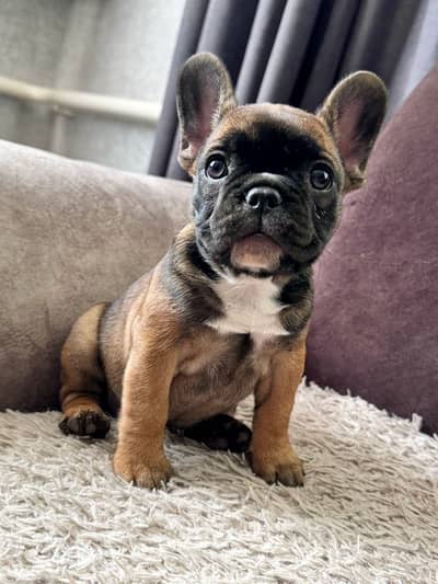 French Bulldog PUPPIES
