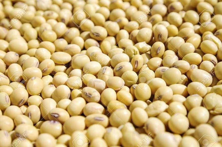 Soya beans 3