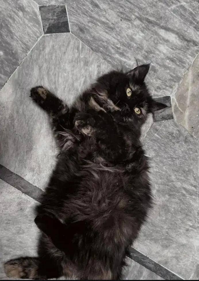 Lahore Low Cost Pet Spaying Near Me Town Lahore Lost And Found