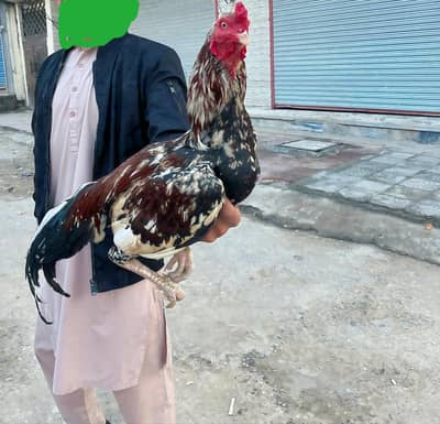 Aseel hens and aseel chicks for sale