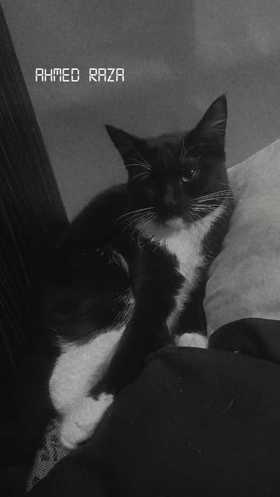 Semi Persian Potty Trained Female Home Cat