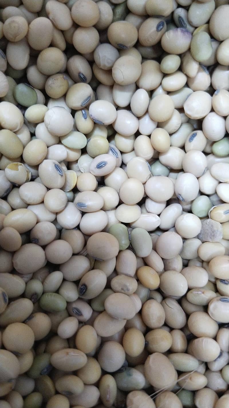 Soya beans 4