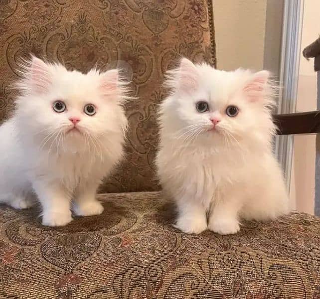 Persian Cats Real Life Cats For Sale Persian Cat For Sale Cats