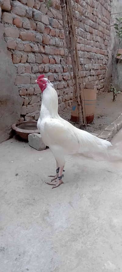 Raja idrees