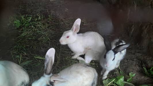 Beautiful Pet Rabbits White