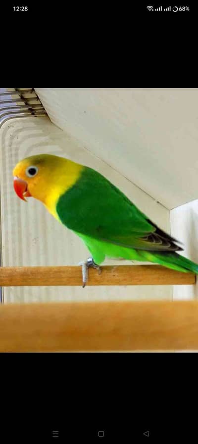 RB45 AVIARY