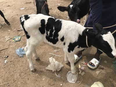 Cow baby sale 1 month