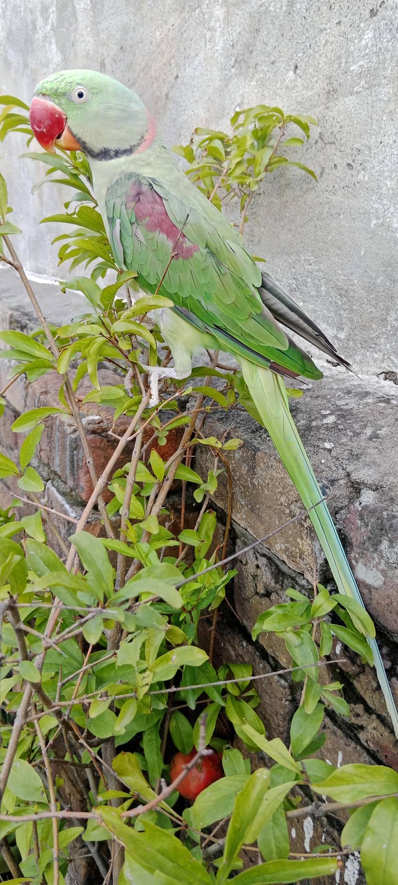 Fully Tamed and Talking Raw Parrot Male - Parrots - 1104627583