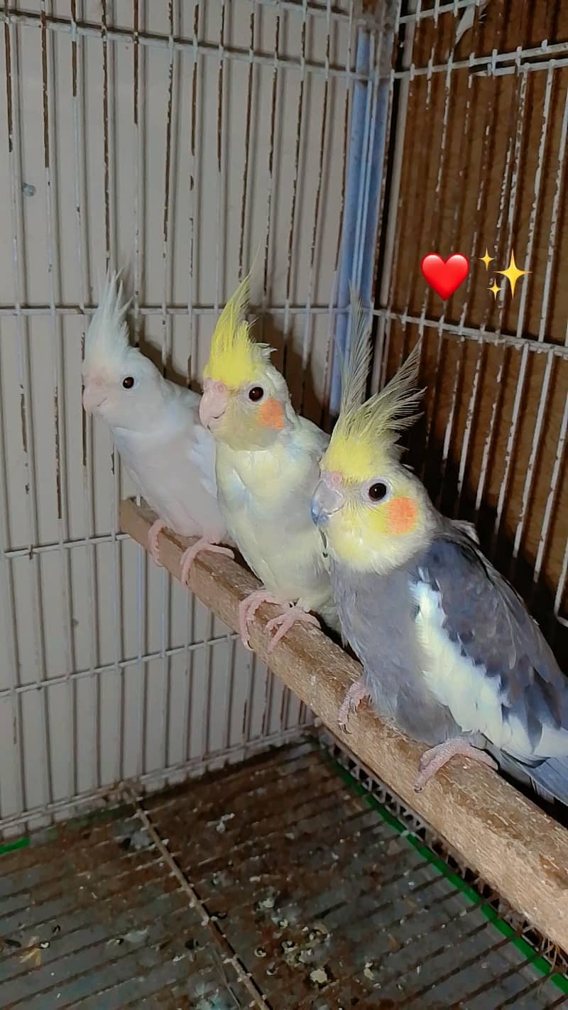 Cocktail Parrot Price In Pakistan Cockatiel For Sale Near Me