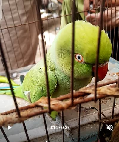parrot female