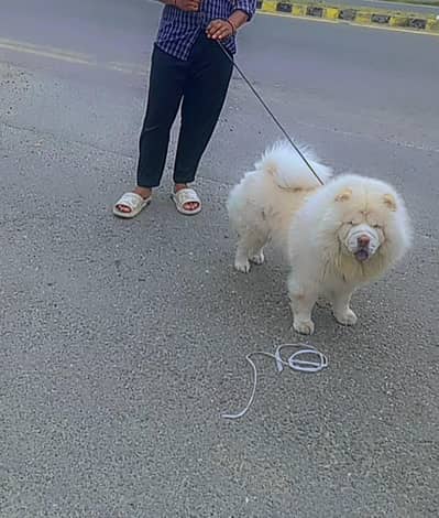 Chow Chow Female Dog For Sale – 1 Year Old – Vaccinated