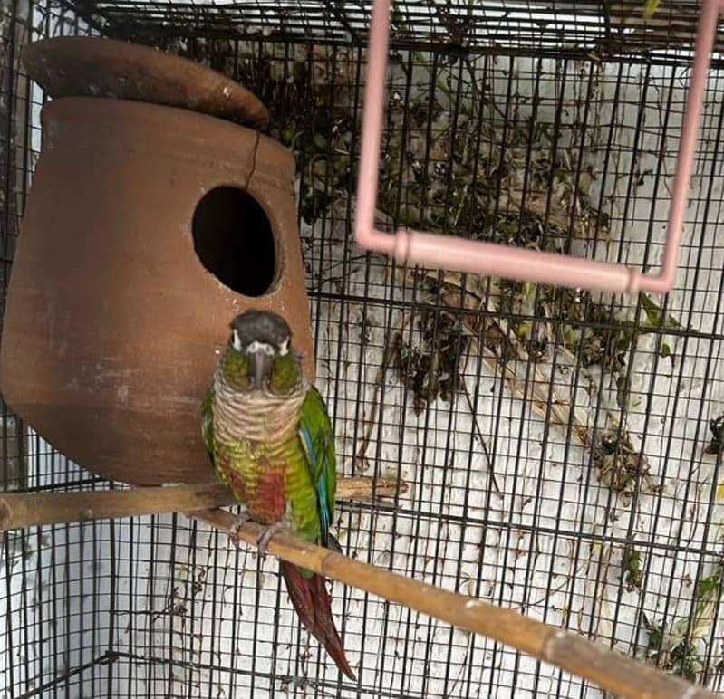 Conure pair 1