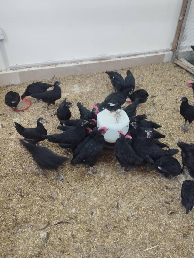 AUSTRALORP 3