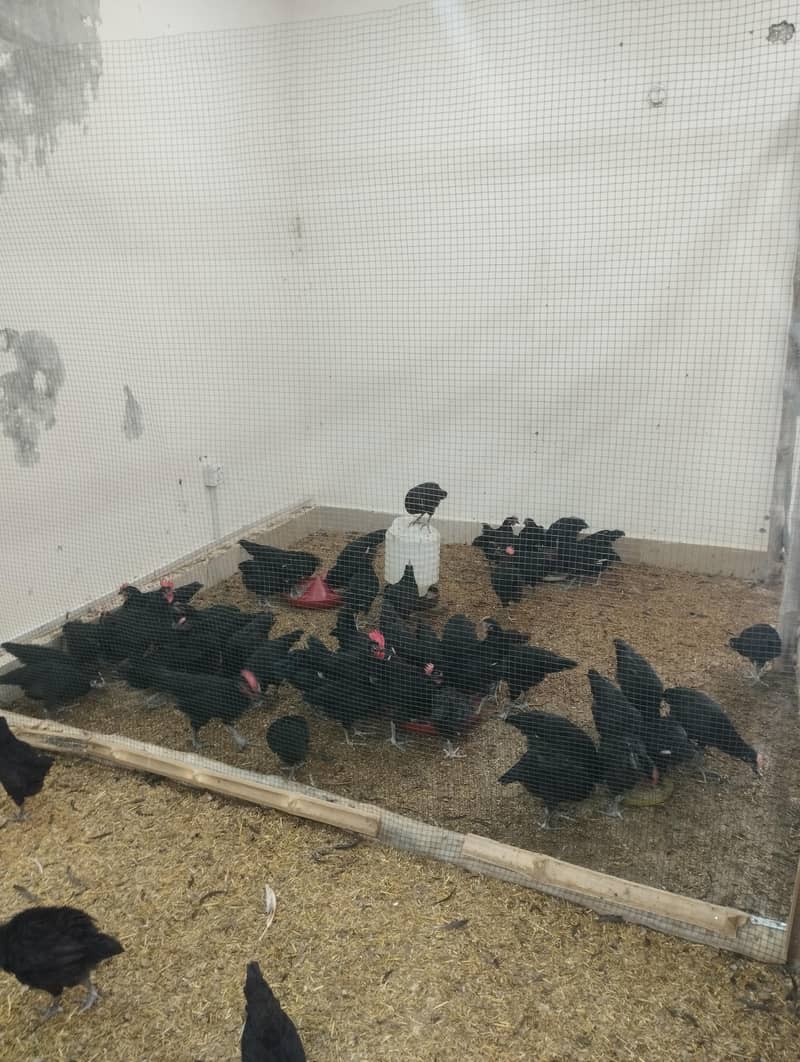 AUSTRALORP 2