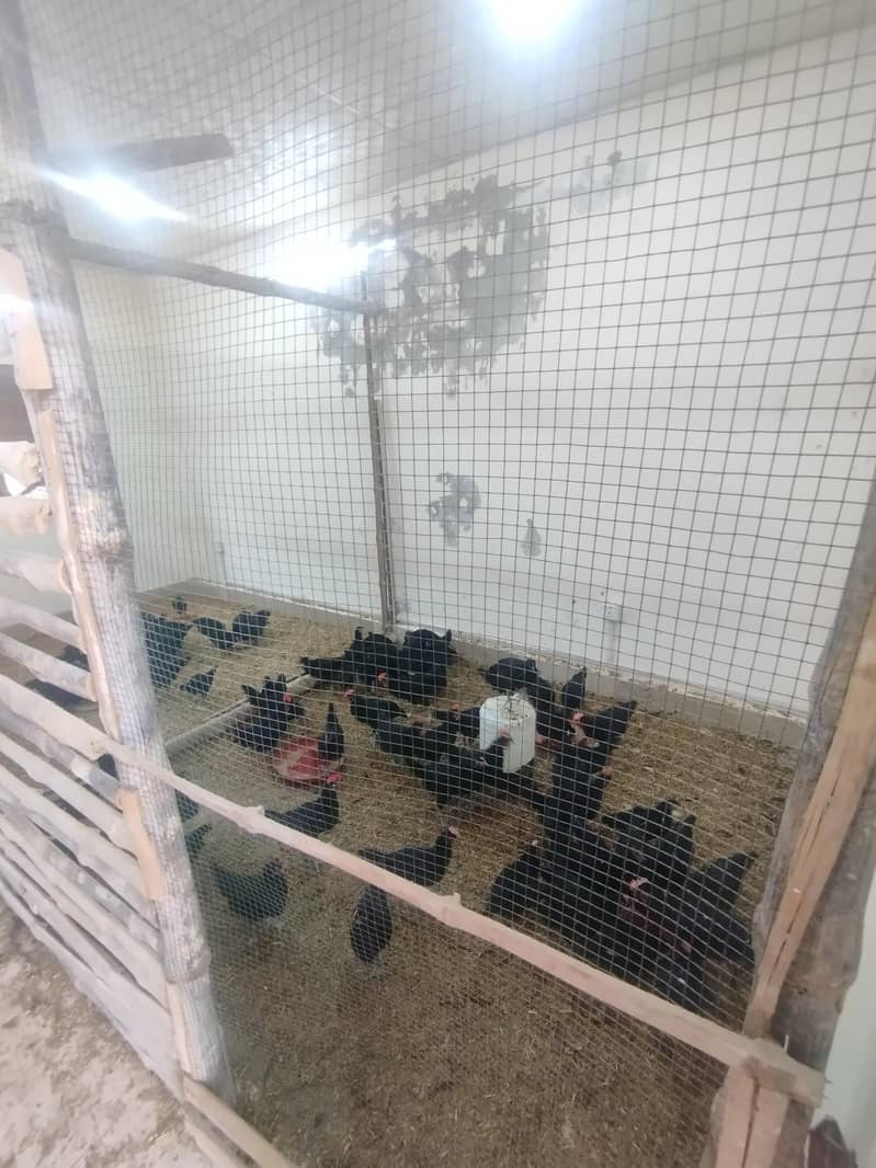 AUSTRALORP 4
