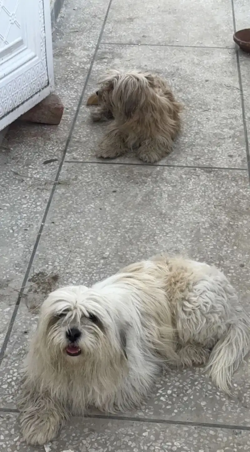 Maltese Pair/BabyAlso Available for sale — photo 6