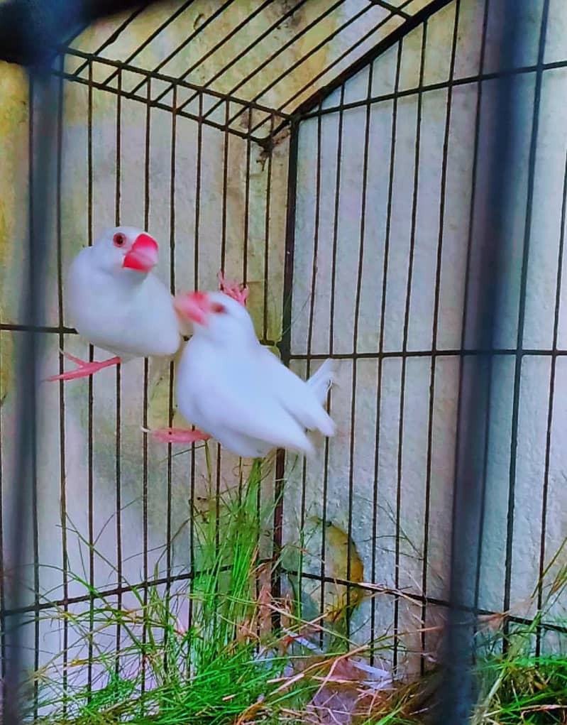 white java finch 1