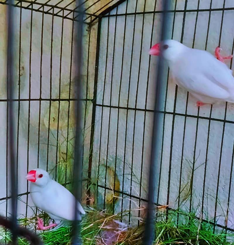 white java finch 5