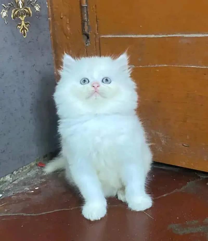 Persian cat month age My WhatsApp number 03314189217 for sale