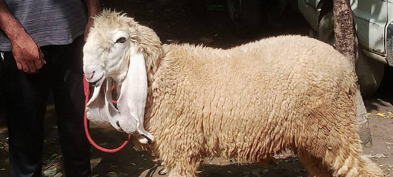 kajla chatra for sale - Sheep - 1105876221