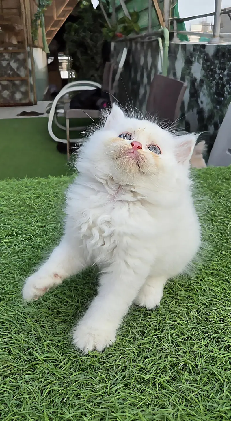 Snow White Pure Persian triple kitten