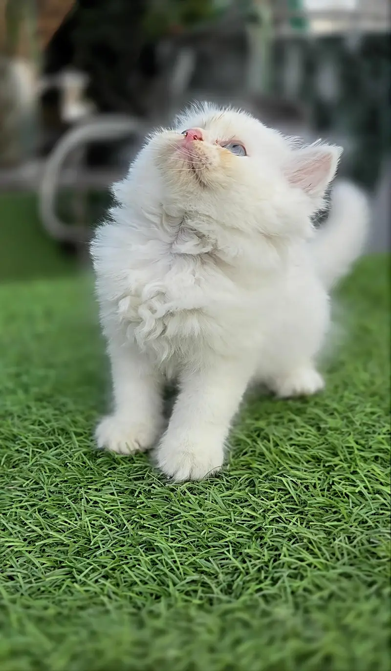 Snow White Pure Persian triple kitten — photo 2