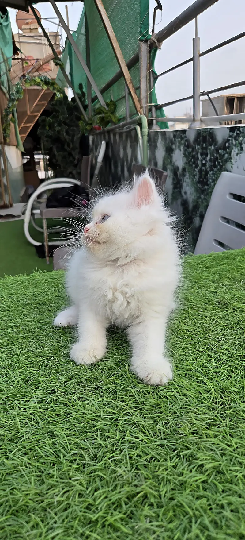 Snow White Pure Persian triple kitten — photo 3