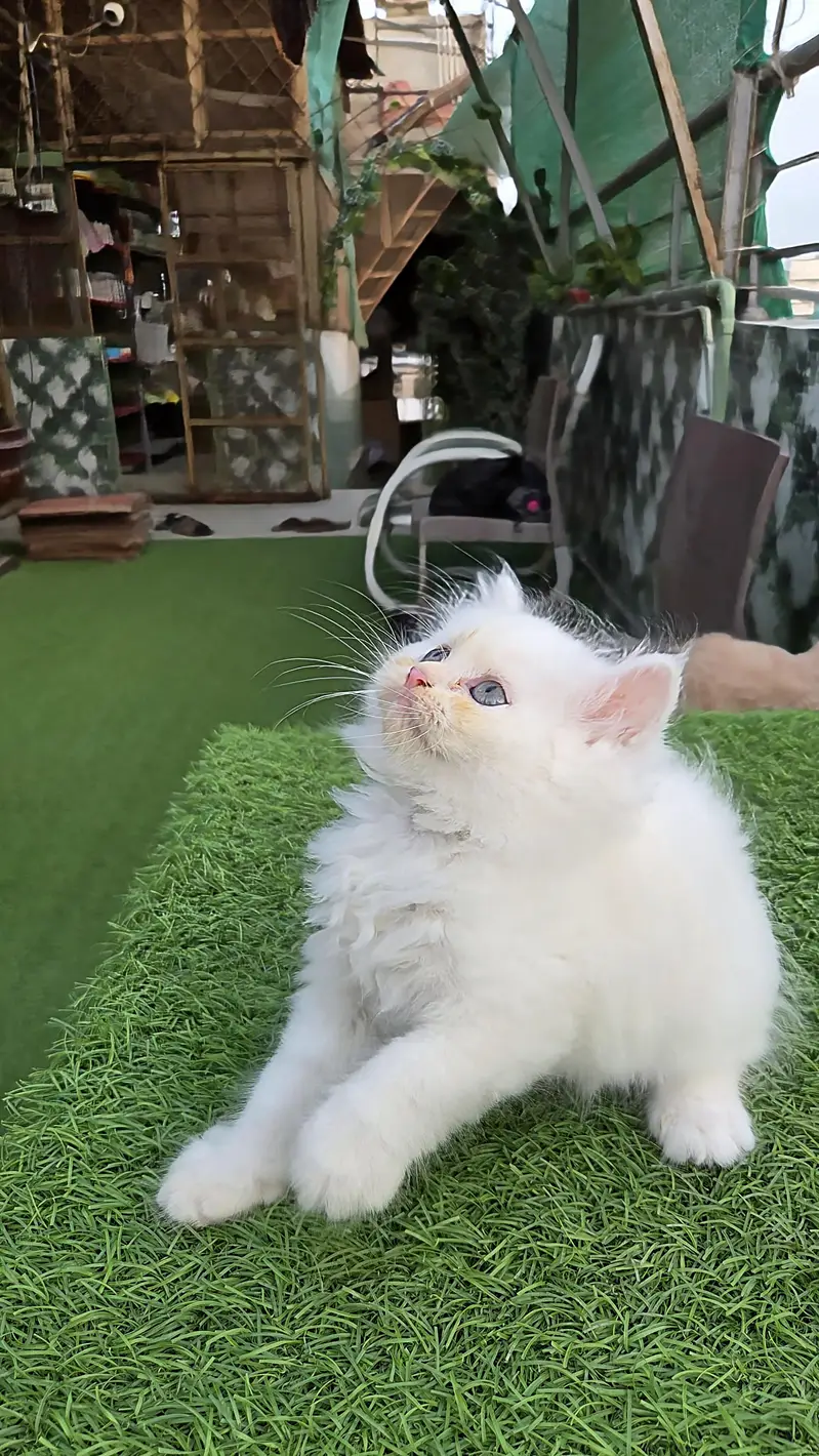 Snow White Pure Persian triple kitten — photo 4