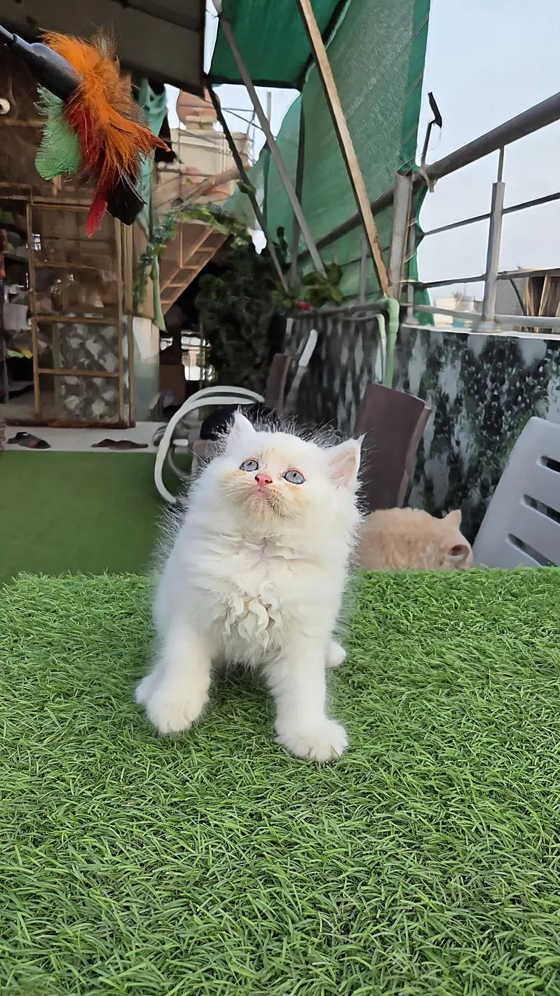 Snow White Pure Persian triple kitten — photo 5
