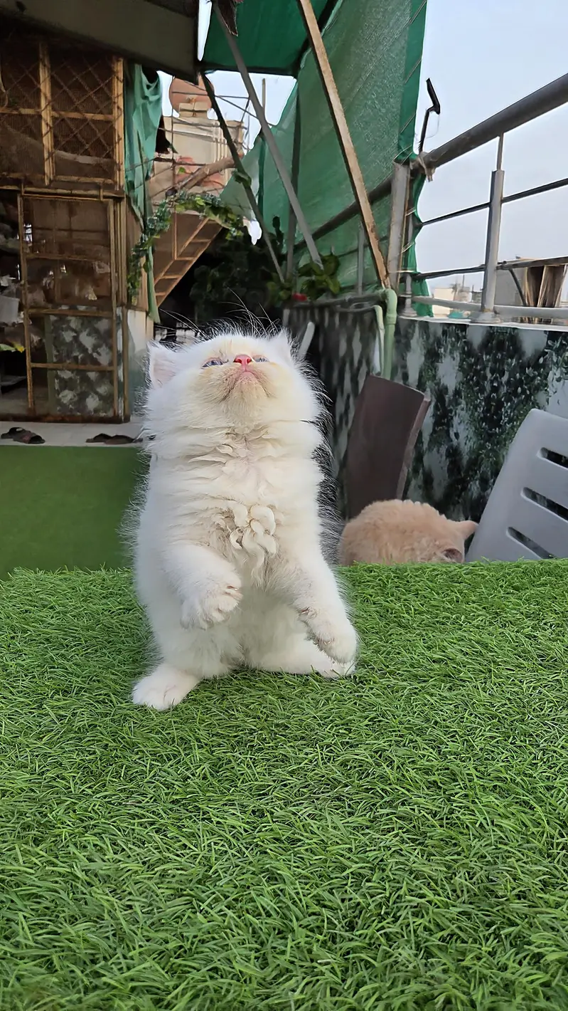 Snow White Pure Persian triple kitten — photo 6