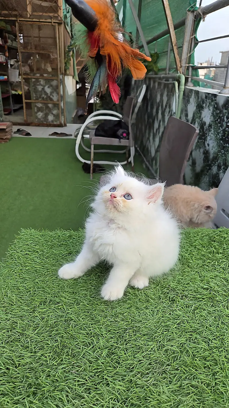 Snow White Pure Persian triple kitten — photo 7