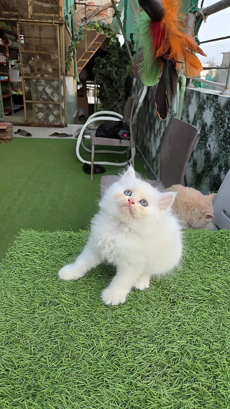 Snow White Pure Persian triple kitten — photo 8