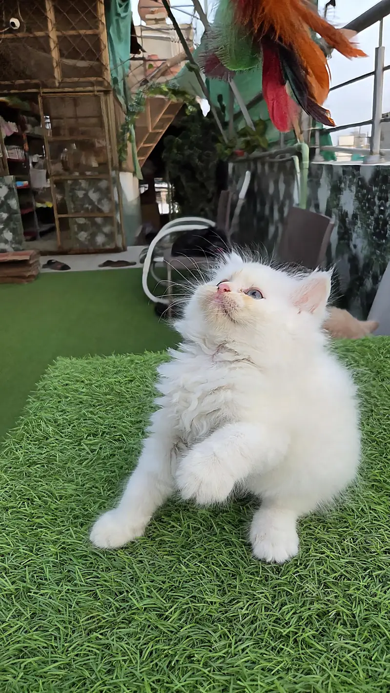 Snow White Pure Persian triple kitten — photo 9