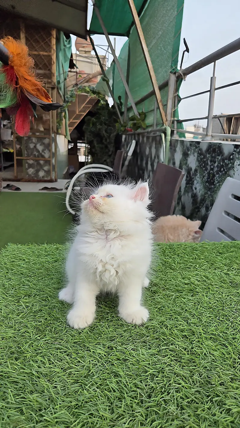 Snow White Pure Persian triple kitten — photo 10
