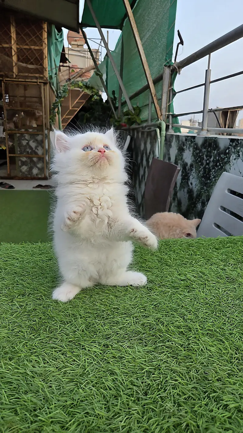 Snow White Pure Persian triple kitten — photo 11
