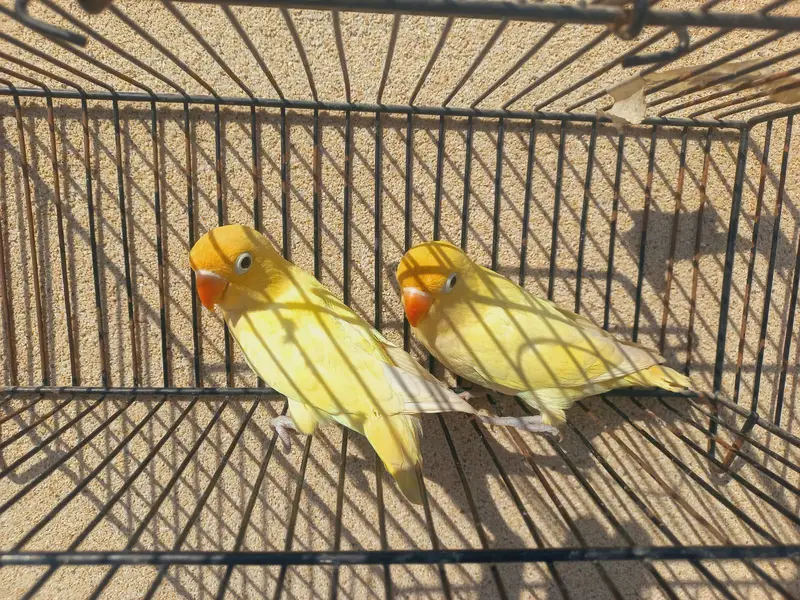 lovebirds pair