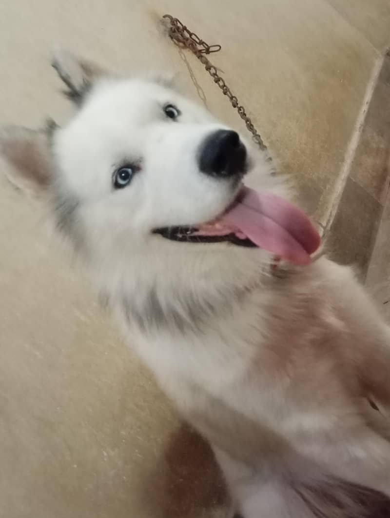 Alaskan malamute  HUSKIES Pair 0