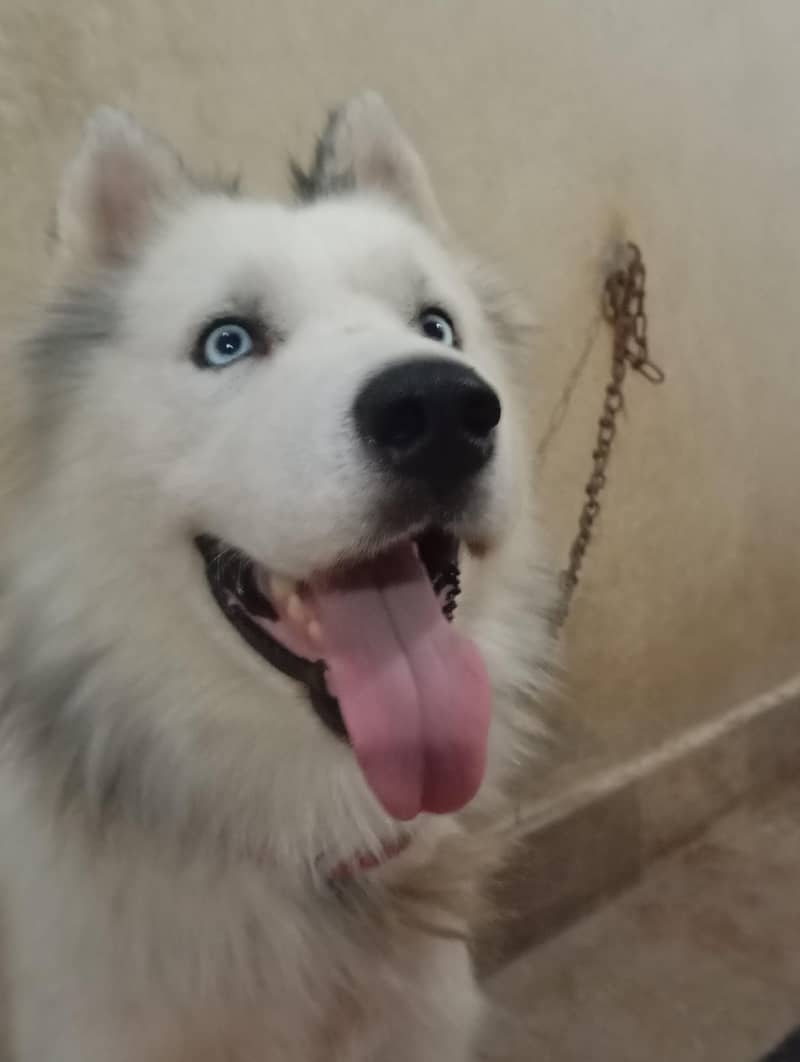 Alaskan malamute  HUSKIES Pair 1