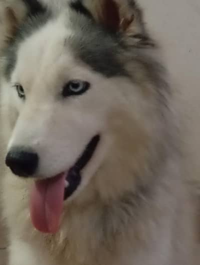 Alaskan malamute  HUSKIES Pair