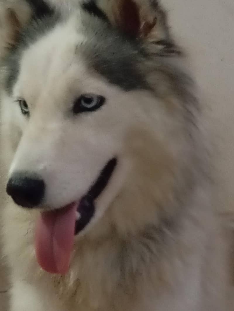 Alaskan malamute  HUSKIES Pair 2