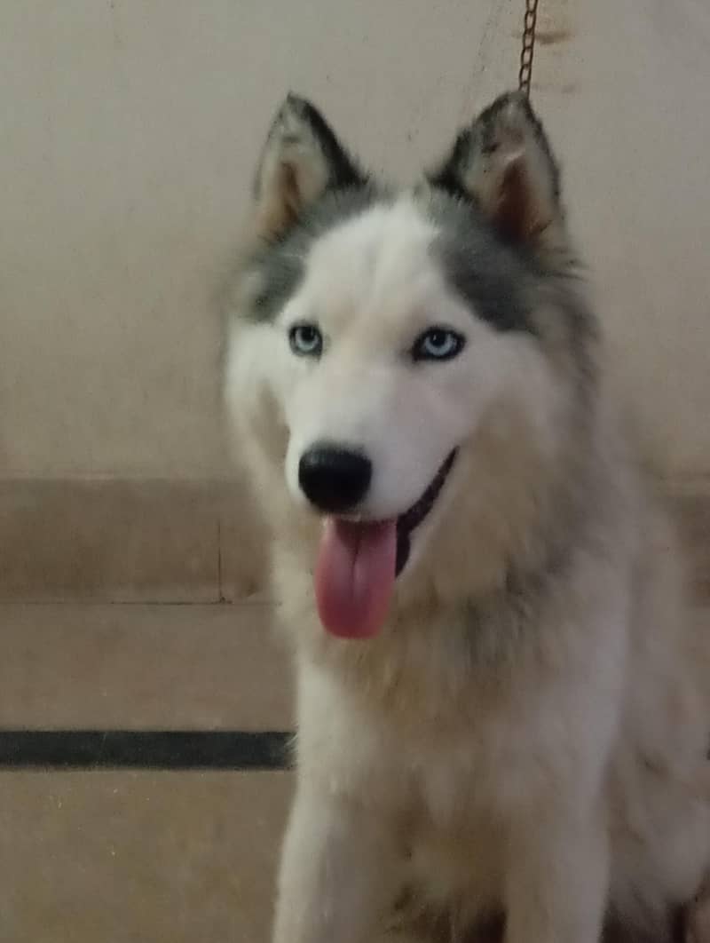 Alaskan malamute  HUSKIES Pair 3