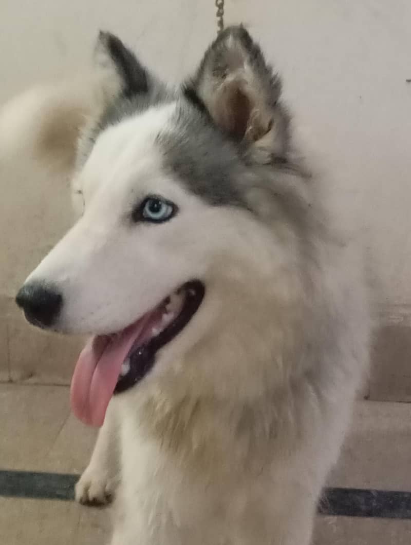 Alaskan malamute  HUSKIES Pair 4