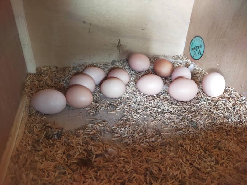 Fertile eggs 1