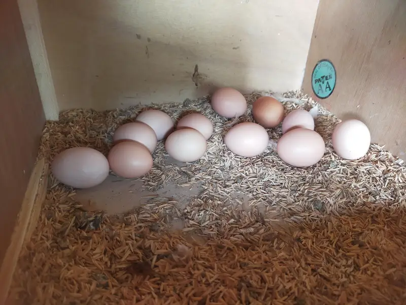 Fertile eggs — photo 2