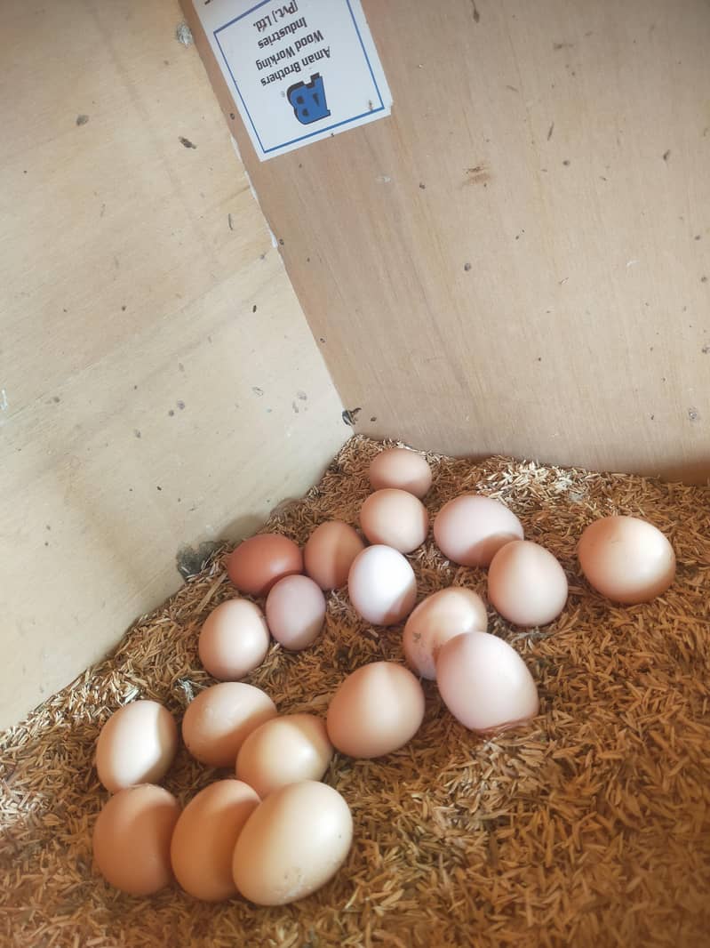 Fertile eggs 2