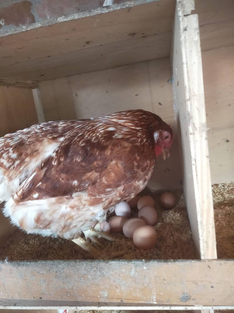 Fertile eggs 3