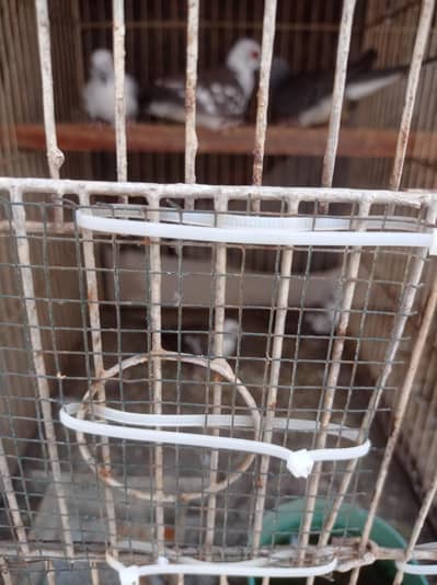 12 portion iron cage